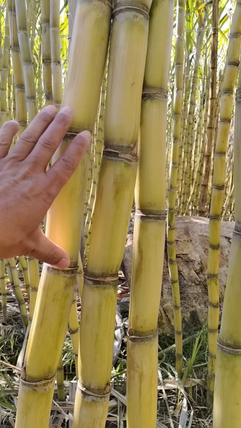 黄皮甘蔗云南甘蔗大量供应中现砍现发保质保量