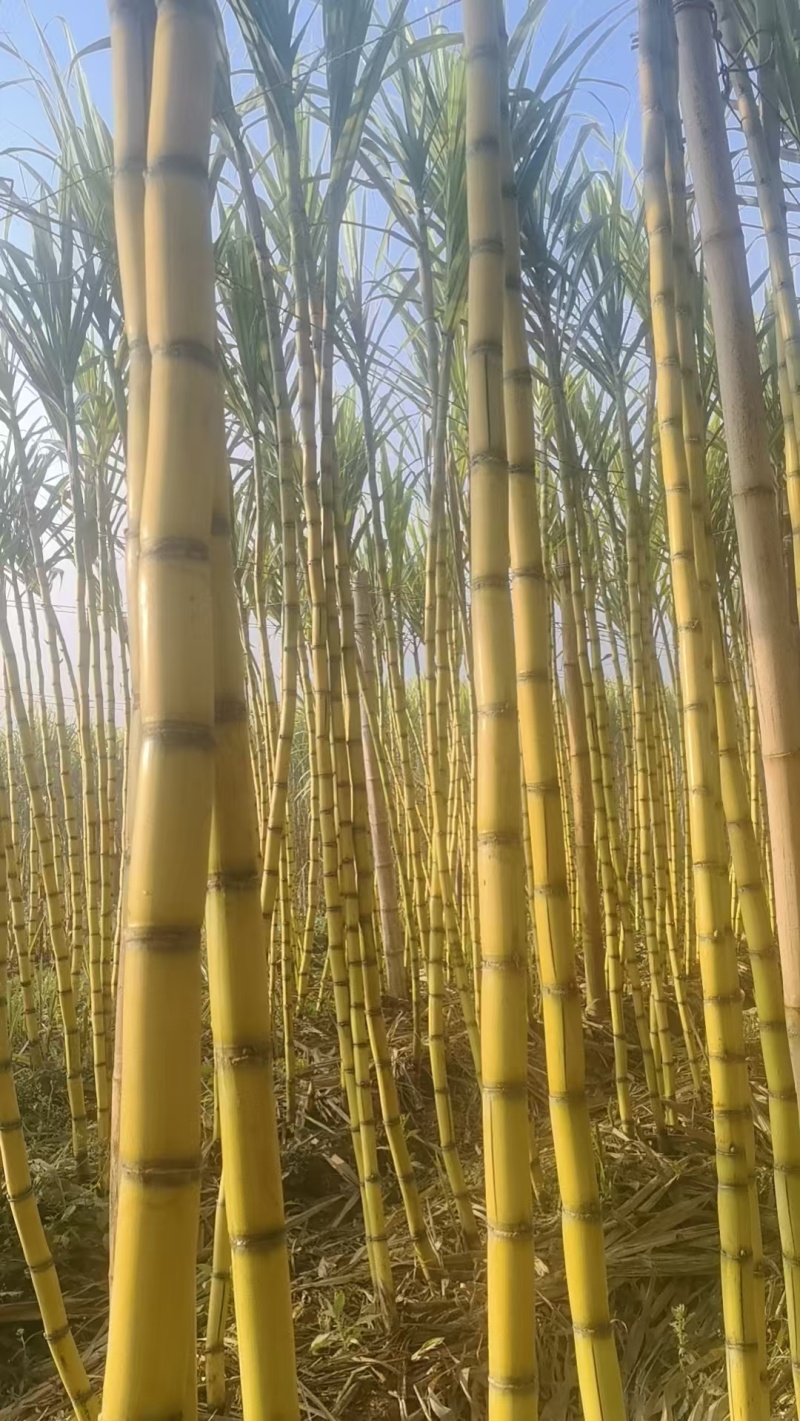 黄皮甘蔗云南甘蔗大量供应中现砍现发保质保量