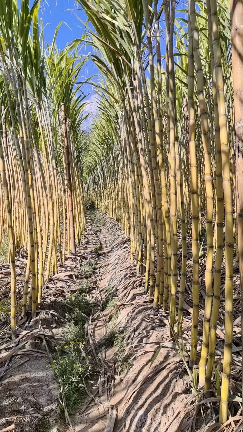 黄皮甘蔗云南甘蔗大量供应中现砍现发保质保量