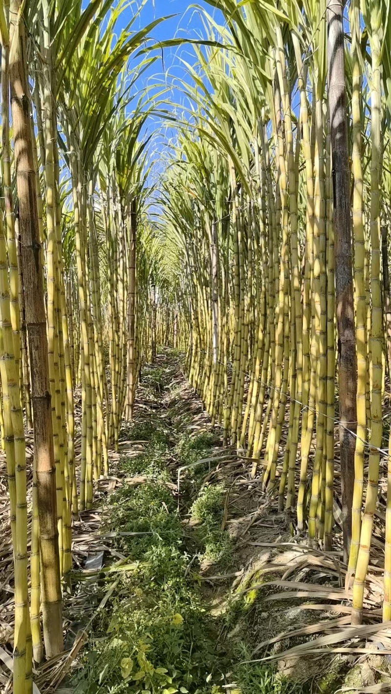 黄皮甘蔗云南甘蔗大量供应中现砍现发保质保量