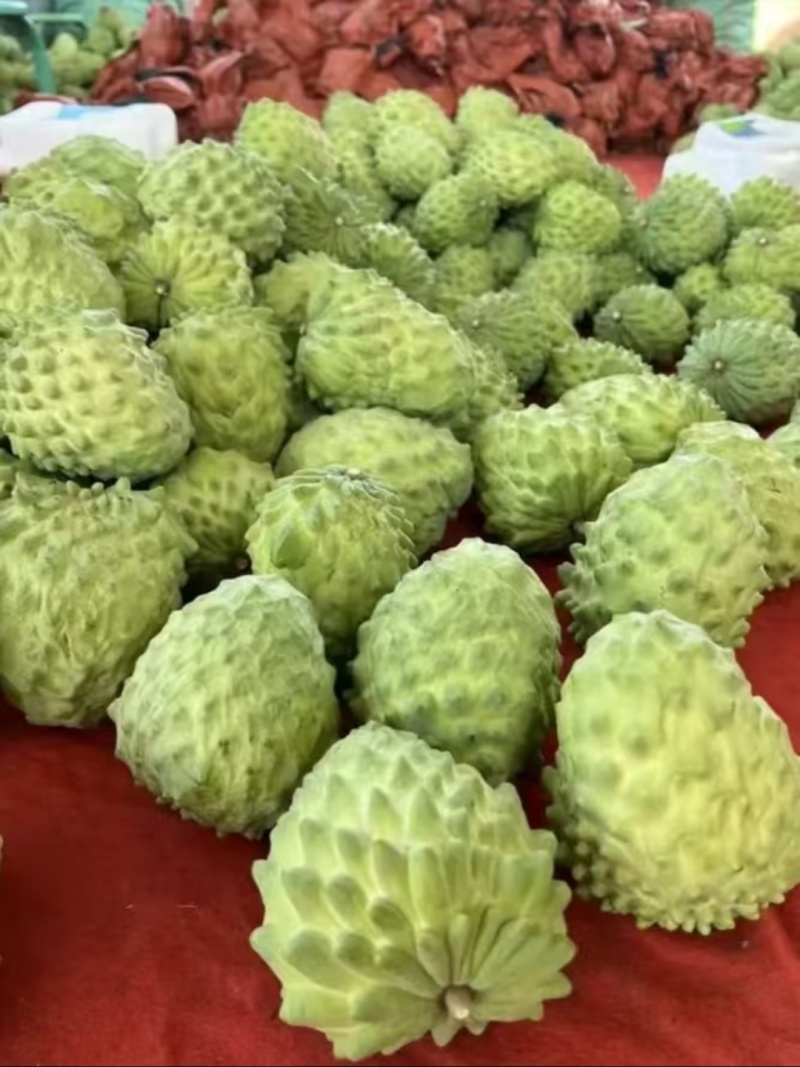 释迦，需要的老板联系