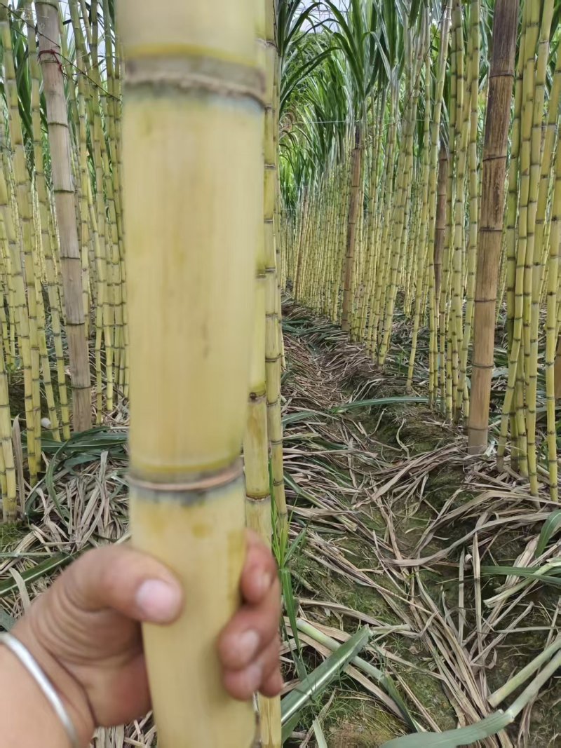 云南黄皮甘蔗脆甜多汁现砍现发量大优惠货源充足