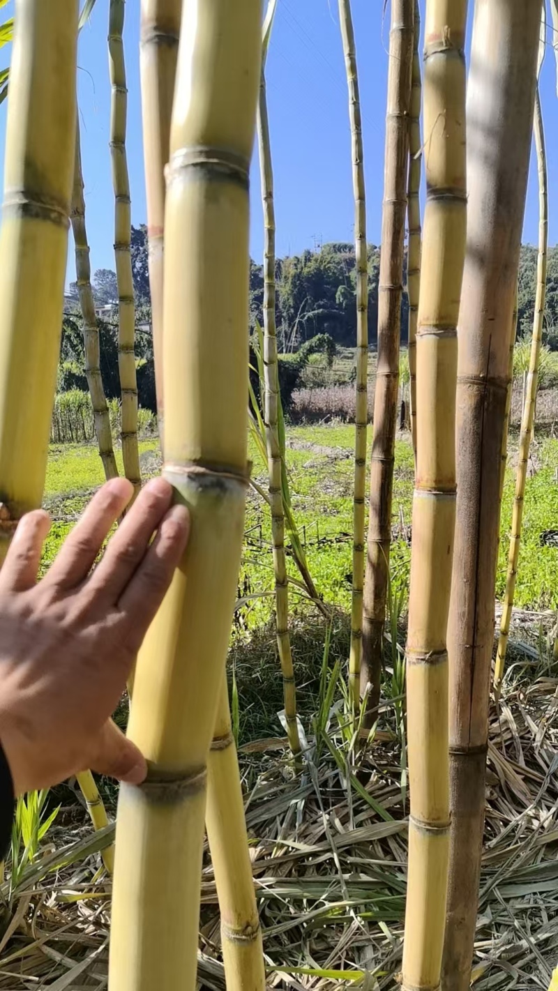 云南黄皮甘蔗脆甜多汁现砍现发量大优惠货源充足