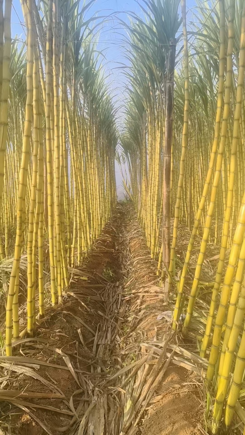云南黄皮甘蔗脆甜多汁现砍现发量大优惠货源充足