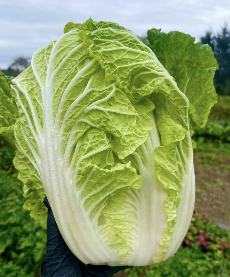 娃娃菜，纯大菜，纯黄心大量供应货源充足，湖北产地直发