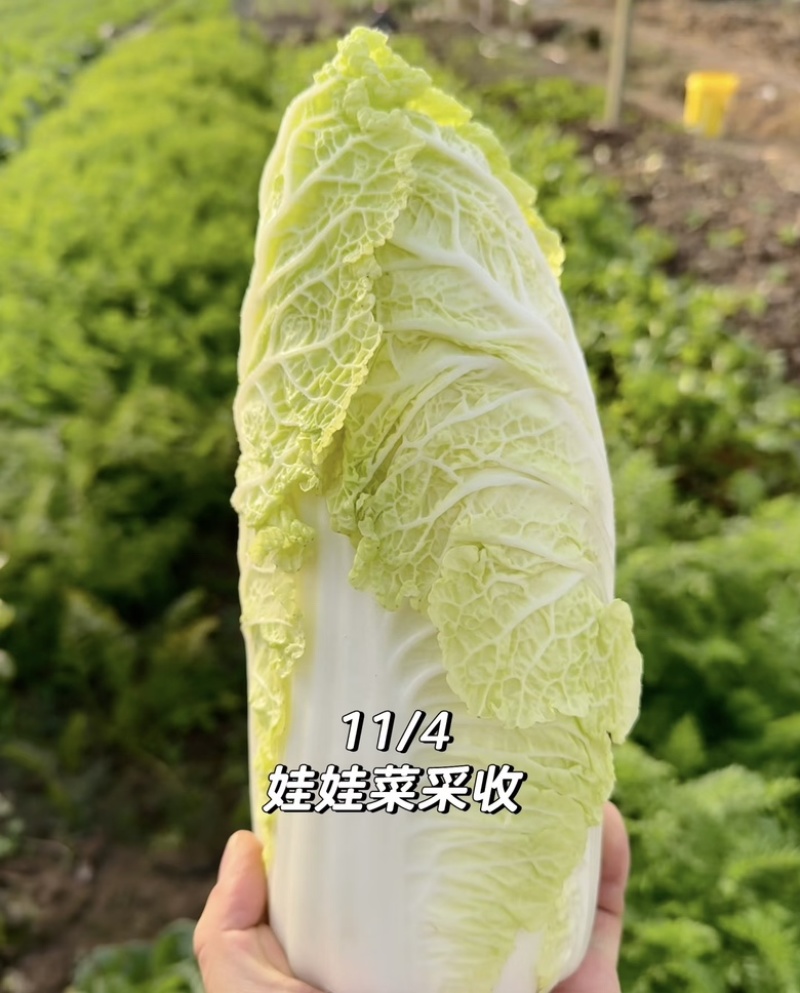 娃娃菜，纯大菜，纯黄心大量供应货源充足，湖北产地直发