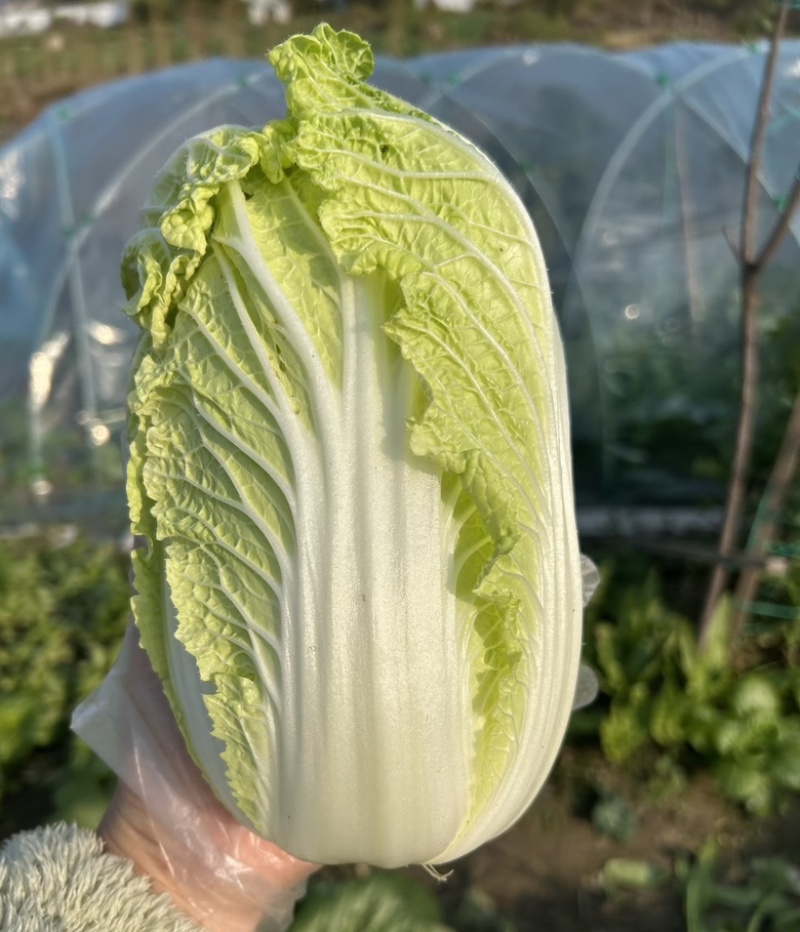 娃娃菜，纯大菜，纯黄心大量供应货源充足，湖北产地直发