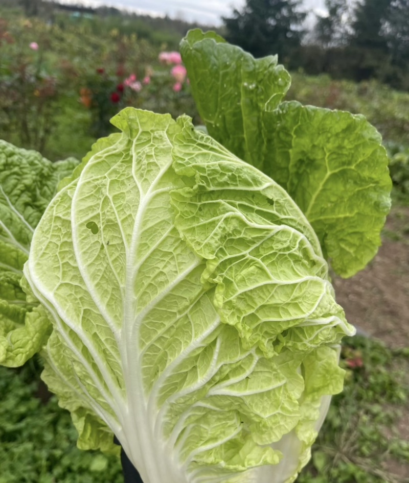 娃娃菜，纯大菜，纯黄心大量供应货源充足，湖北产地直发