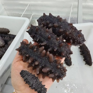 即食海参，量大优惠，质量保证5-15头，125一斤
