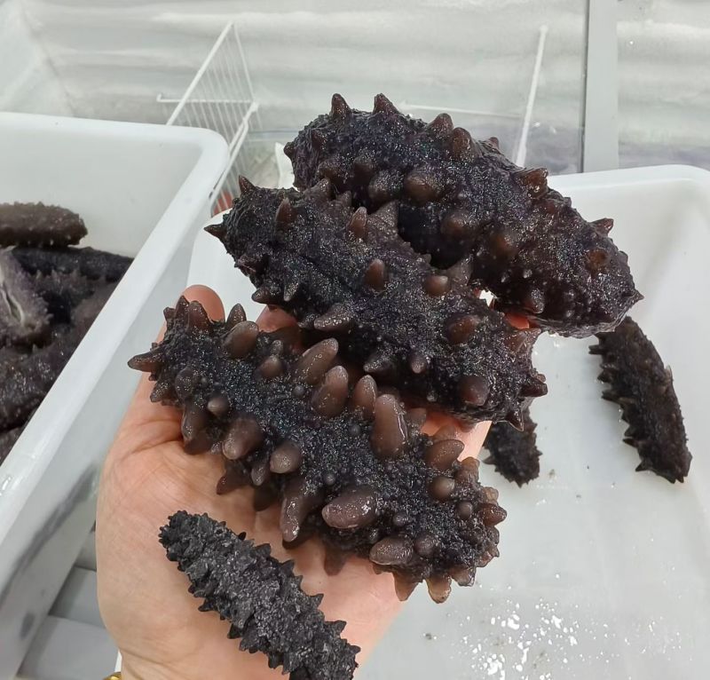 即食海参，量大优惠，质量保证5-15头，125一斤