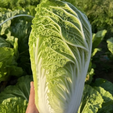 精品黄心大白菜，大量供应，全国发货量大从优