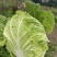 精品黄心大白菜，大量供应，全国发货量大从优