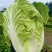 精品黄心大白菜，大量供应，全国发货量大从优