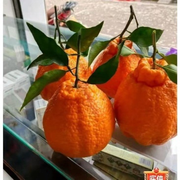 四川省精品套袋不知火丑橘大量上市了
