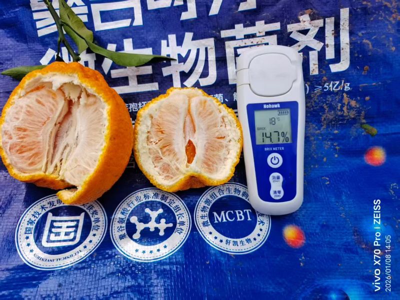 四川省精品套袋不知火丑橘大量上市了