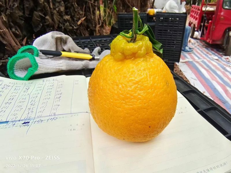 四川省精品套袋不知火丑橘大量上市了