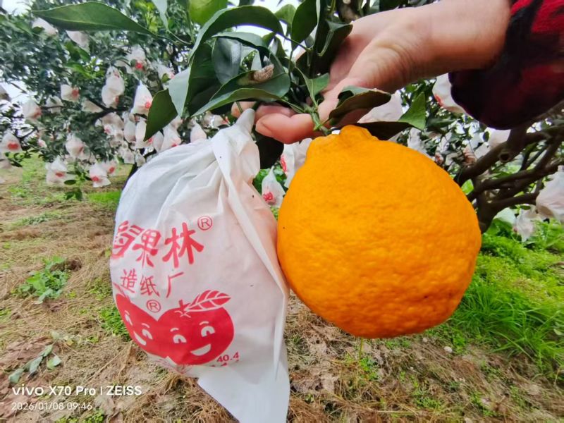 四川省精品套袋不知火丑橘大量上市了