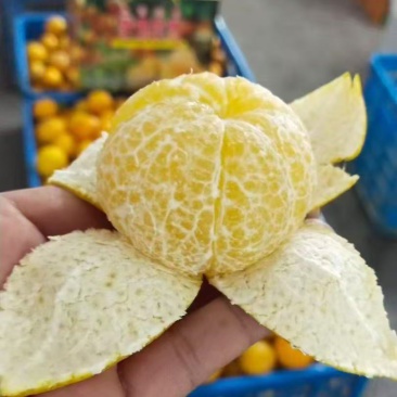 贡柑大量上市了