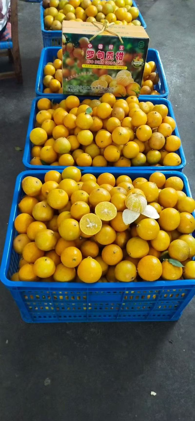 贡柑大量上市了