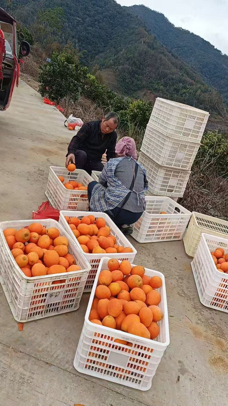 沃柑大量上市