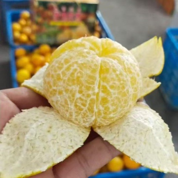 贡柑橘子大量上市