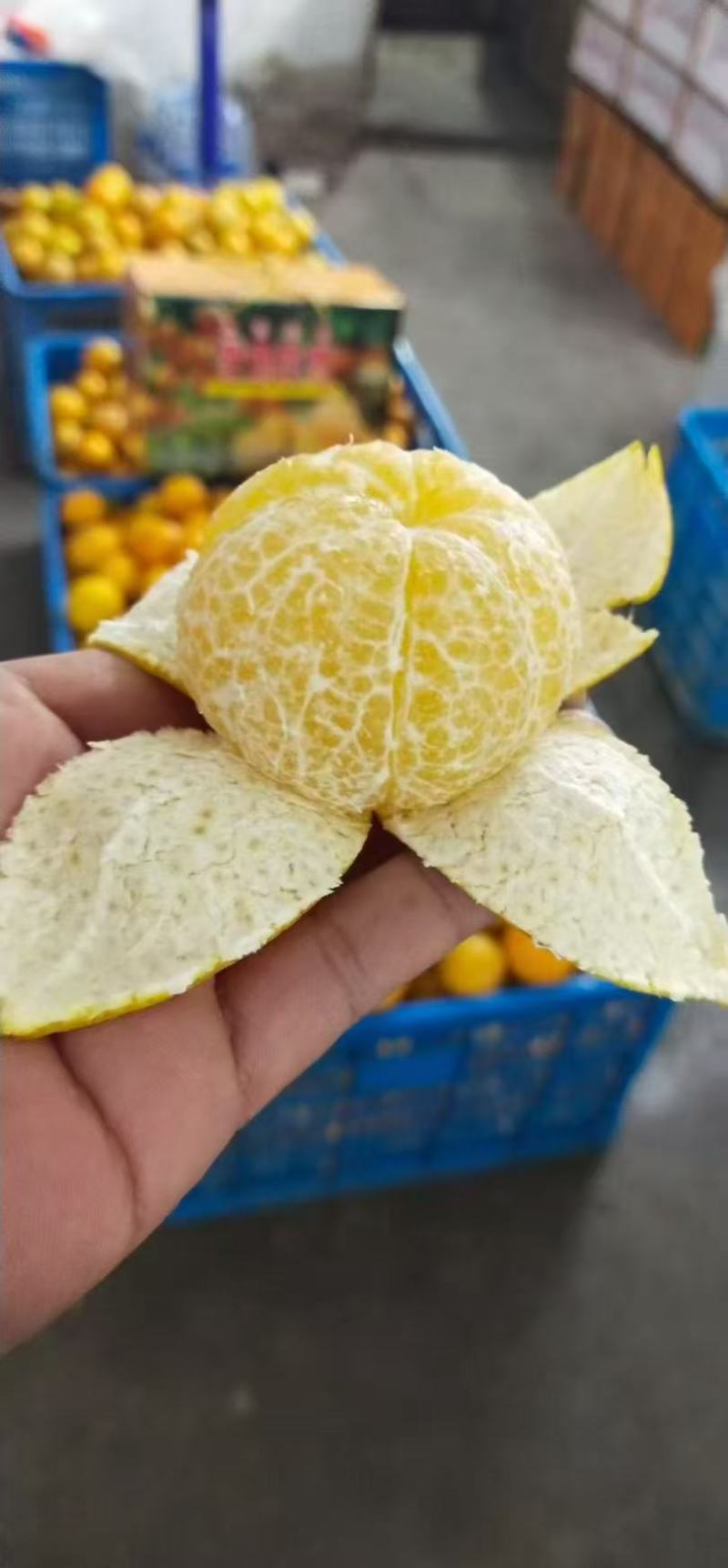 贡柑橘子大量上市