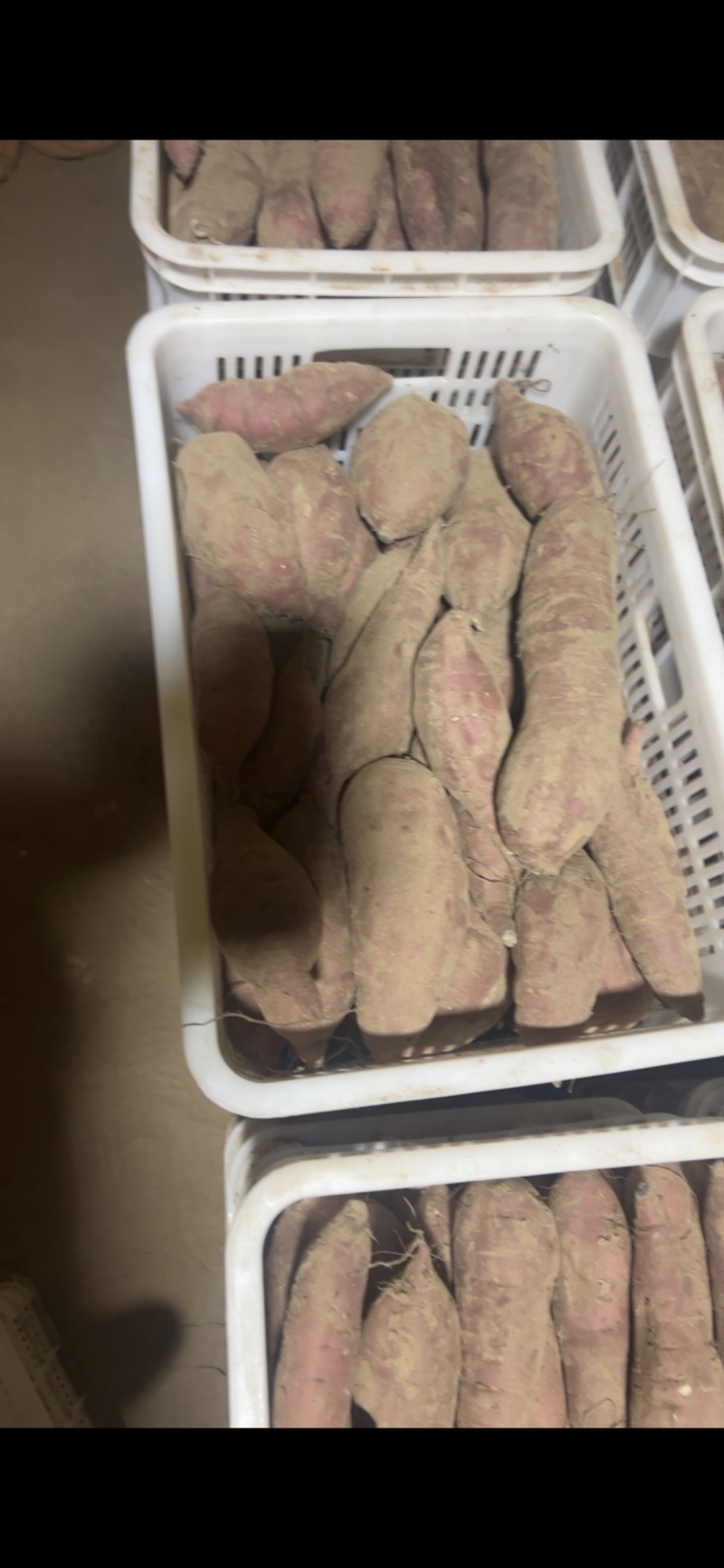 正宗红瑶蜜薯榴莲蜜薯粉糯香甜欢迎各位老板采购