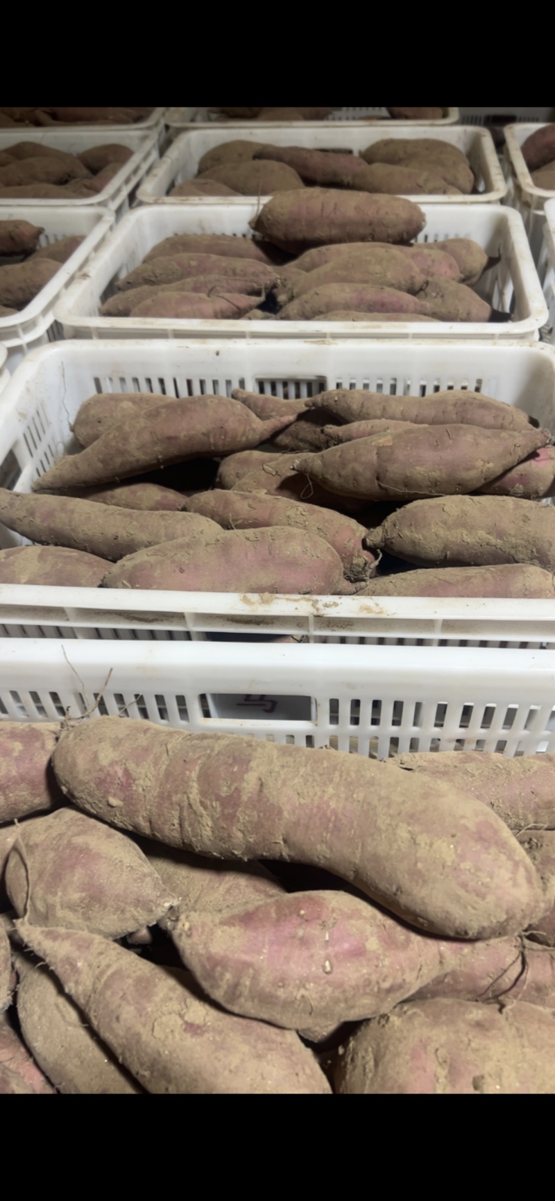 正宗红瑶蜜薯榴莲蜜薯粉糯香甜欢迎各位老板采购