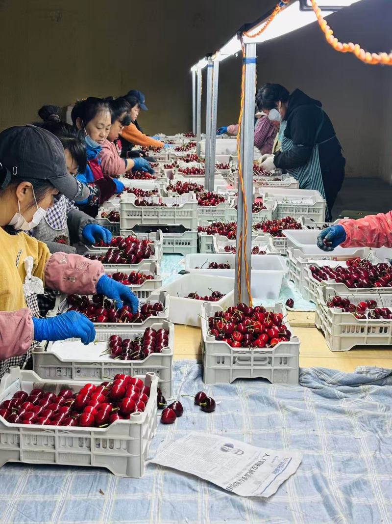 樱桃美早樱桃上市美早樱桃口感好甜度佳个头大