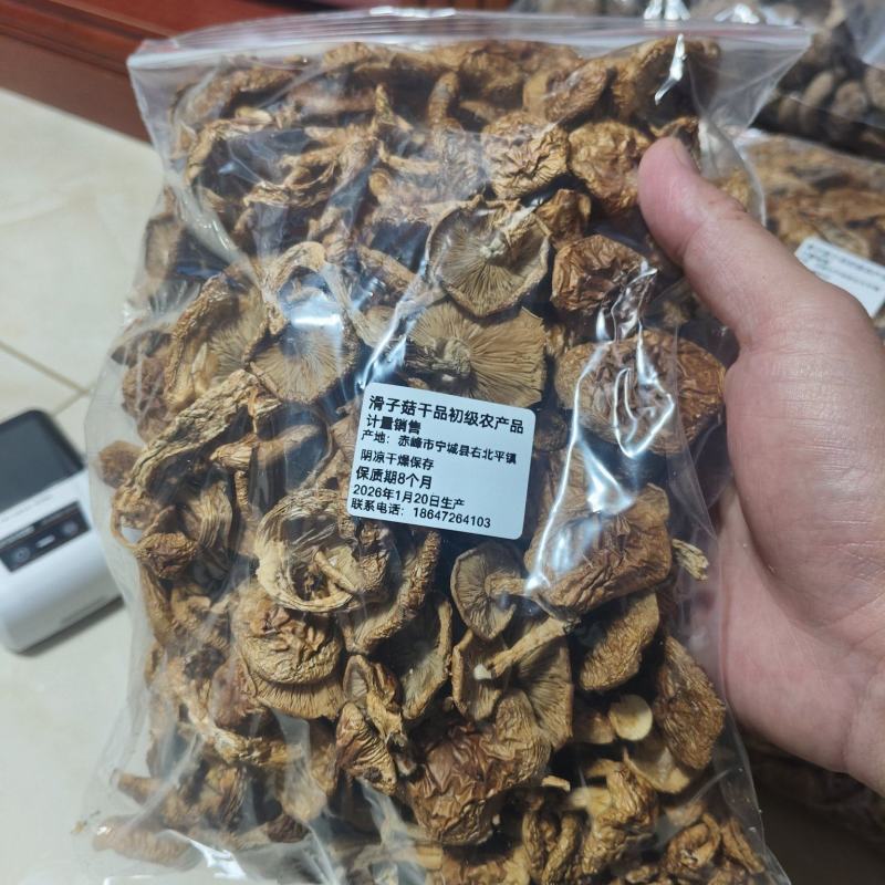 赤峰滑子菇干品