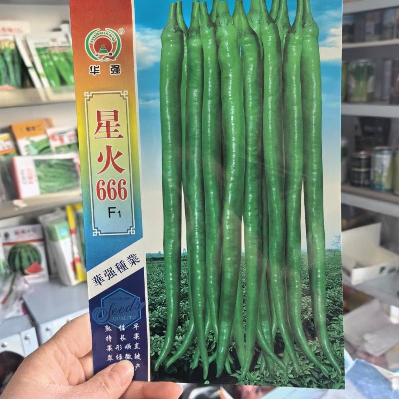 星火666辣椒种子早熟抗病高产线椒种籽农家四季蔬菜春秋