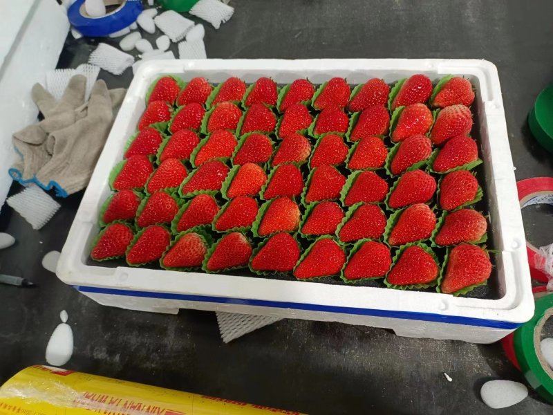 昌黎产地久久草莓大量供应
