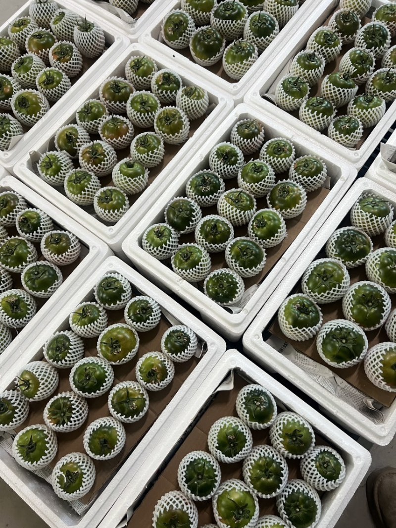 铁皮柿子大量上市，承接各大商超电商一件代发
