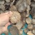 精选荒漠肉苁蓉鲜干片片，全国包邮，原厂直发，量大从优。