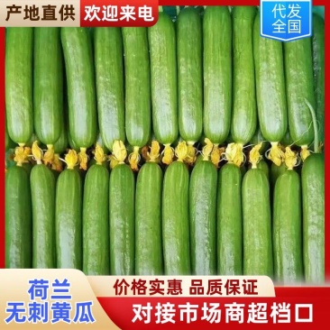 寿光荷兰无刺小黄瓜脆甜可口价格实惠量大从优欢迎咨询