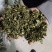 广西大批量干木瓜叶切碎装袋
