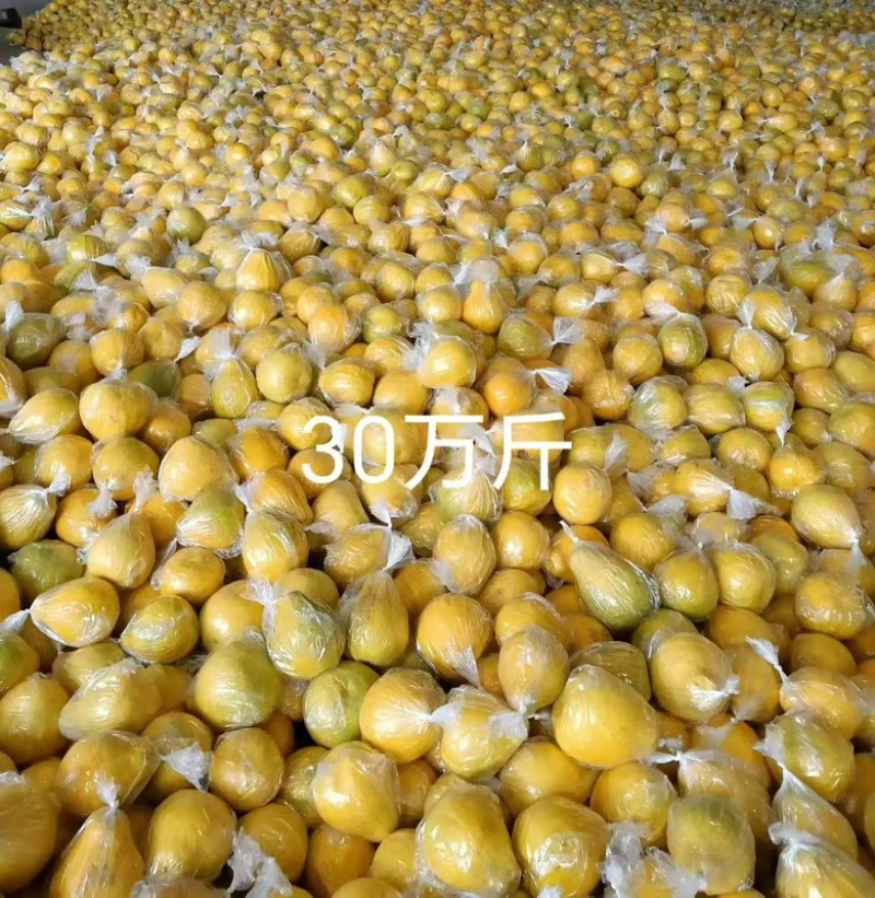 湖南永州香柚大量供应，一手货源，皮薄肉厚，香甜可口