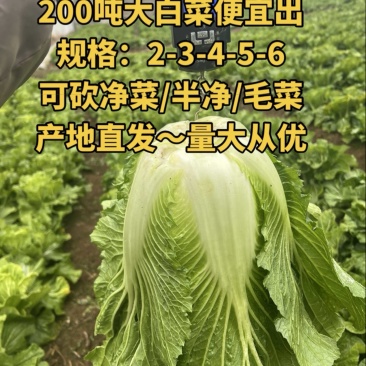 威宁山地大白菜