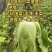 威宁山地大白菜
