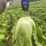 威宁山地大白菜