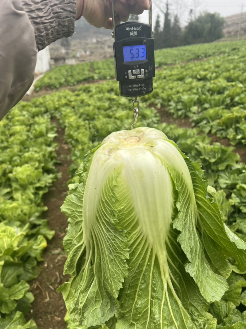 威宁山地大白菜