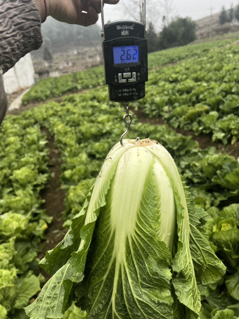 威宁山地大白菜