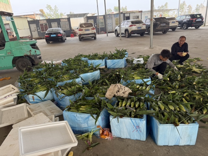 爆浆牛奶水果玉米现货