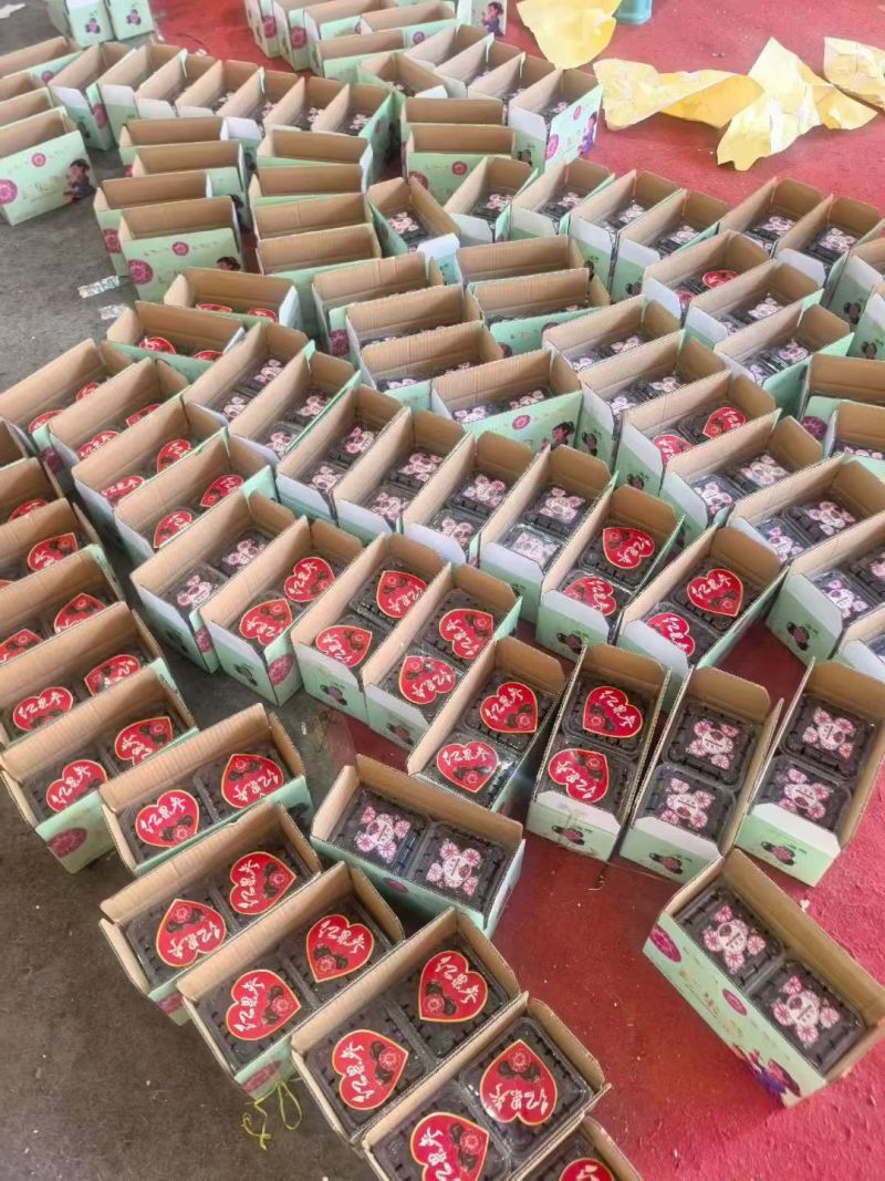 马关红果参，基地直发