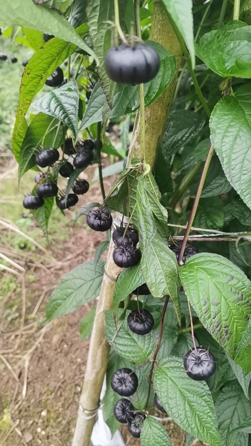 马关红果参，基地直发