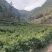 马关红果参，基地直发