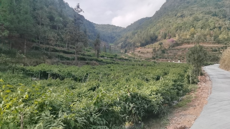 马关红果参，基地直发
