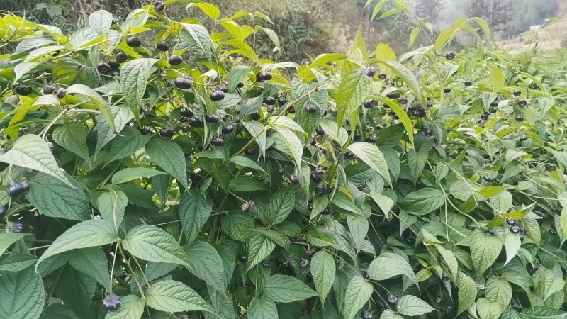 马关红果参，基地直发