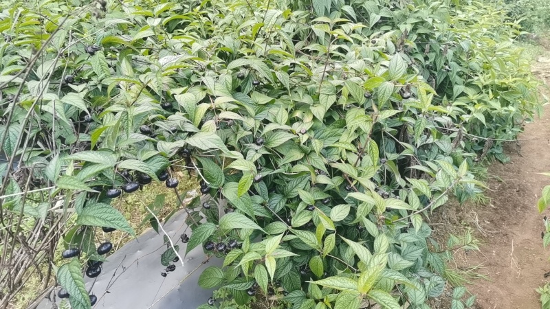马关红果参，基地直发