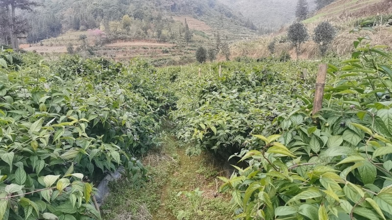 马关红果参，基地直发
